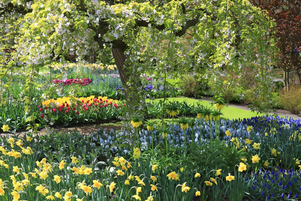 Påskeliljer og tulipaner i forårssol