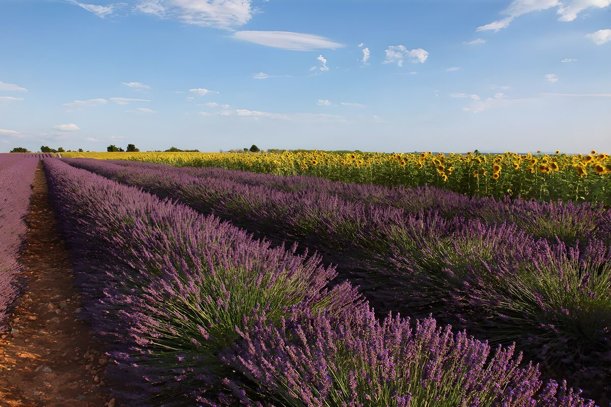 Lavendel og solsikker i sommersol