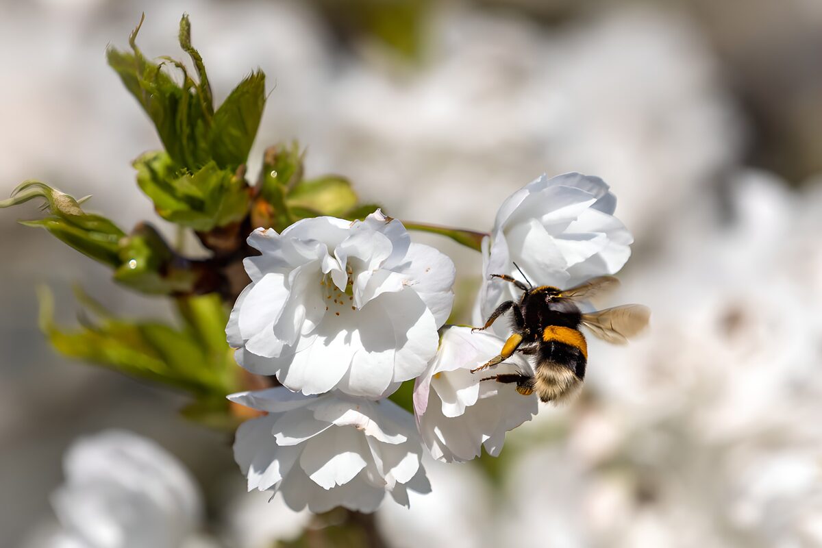 Humlebi på hvide blomster i solskin