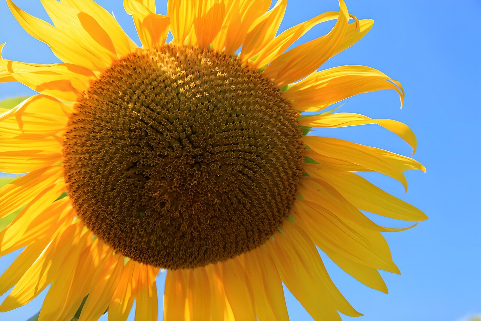 HPDK59388: Solsikke i sol mod blå himmel