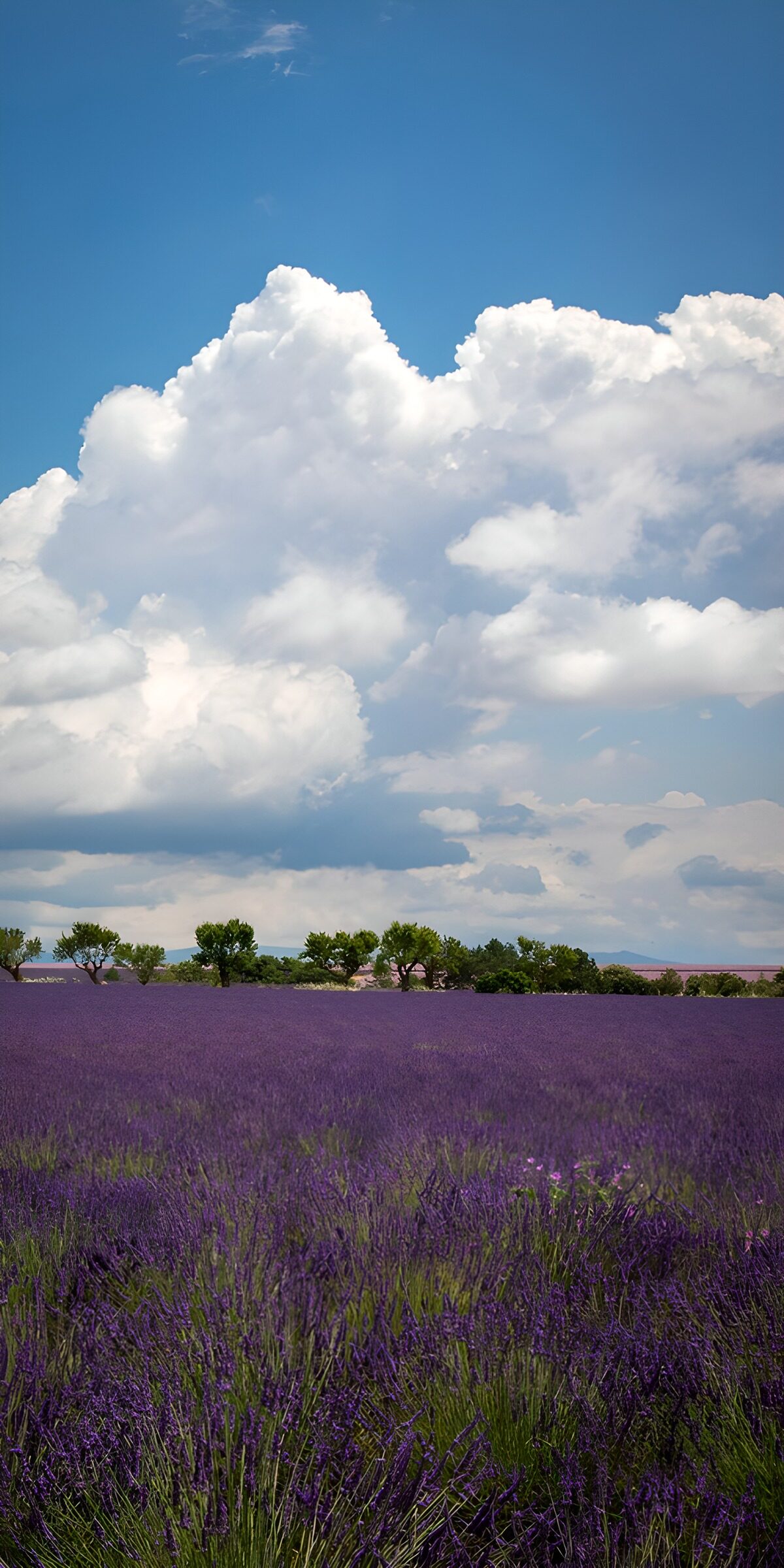 HPDK42449: Et hav af lavendel under skyernes bjerge