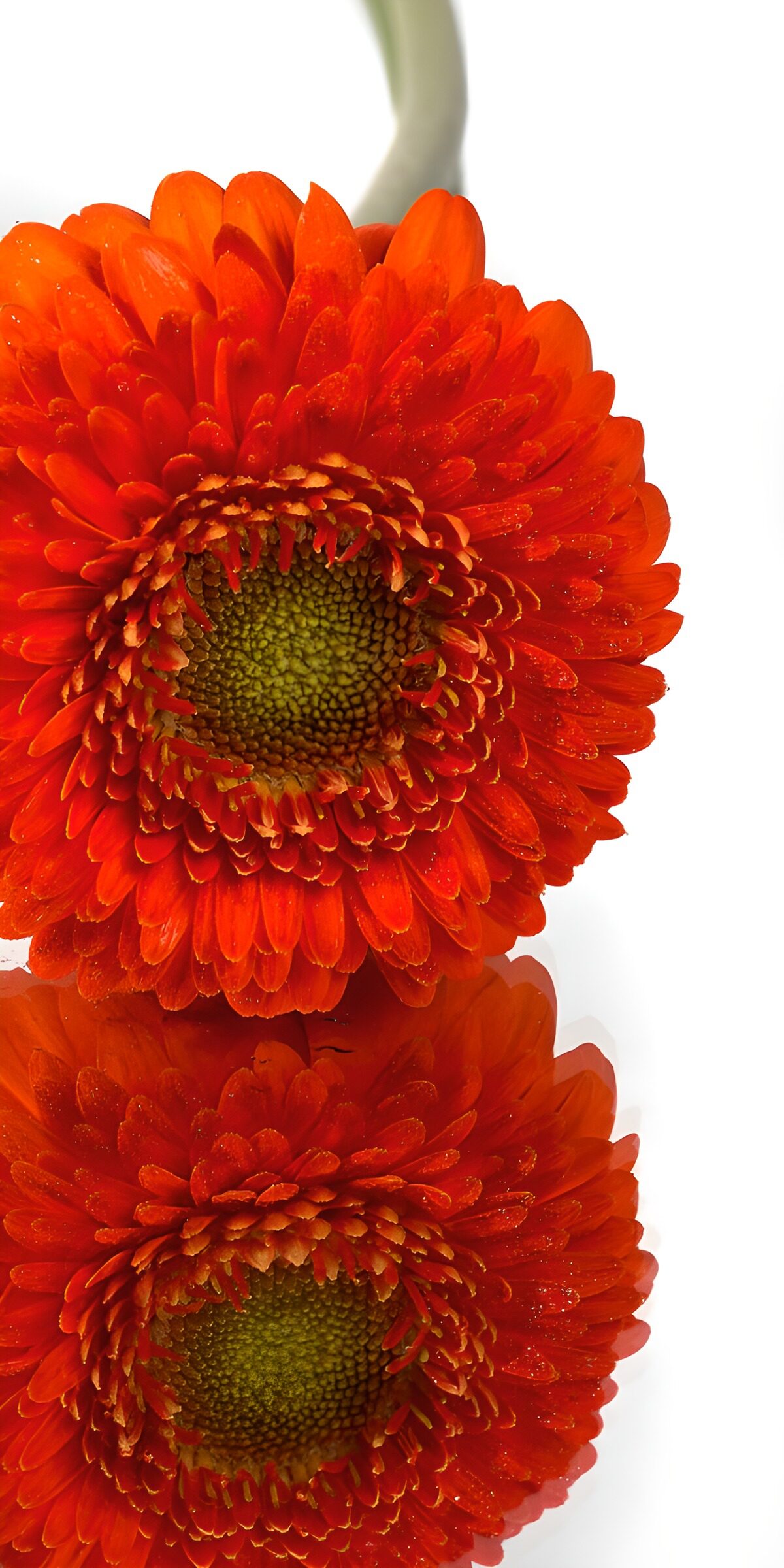 HPDK30476: Orange gerbera med et glimt af spejling