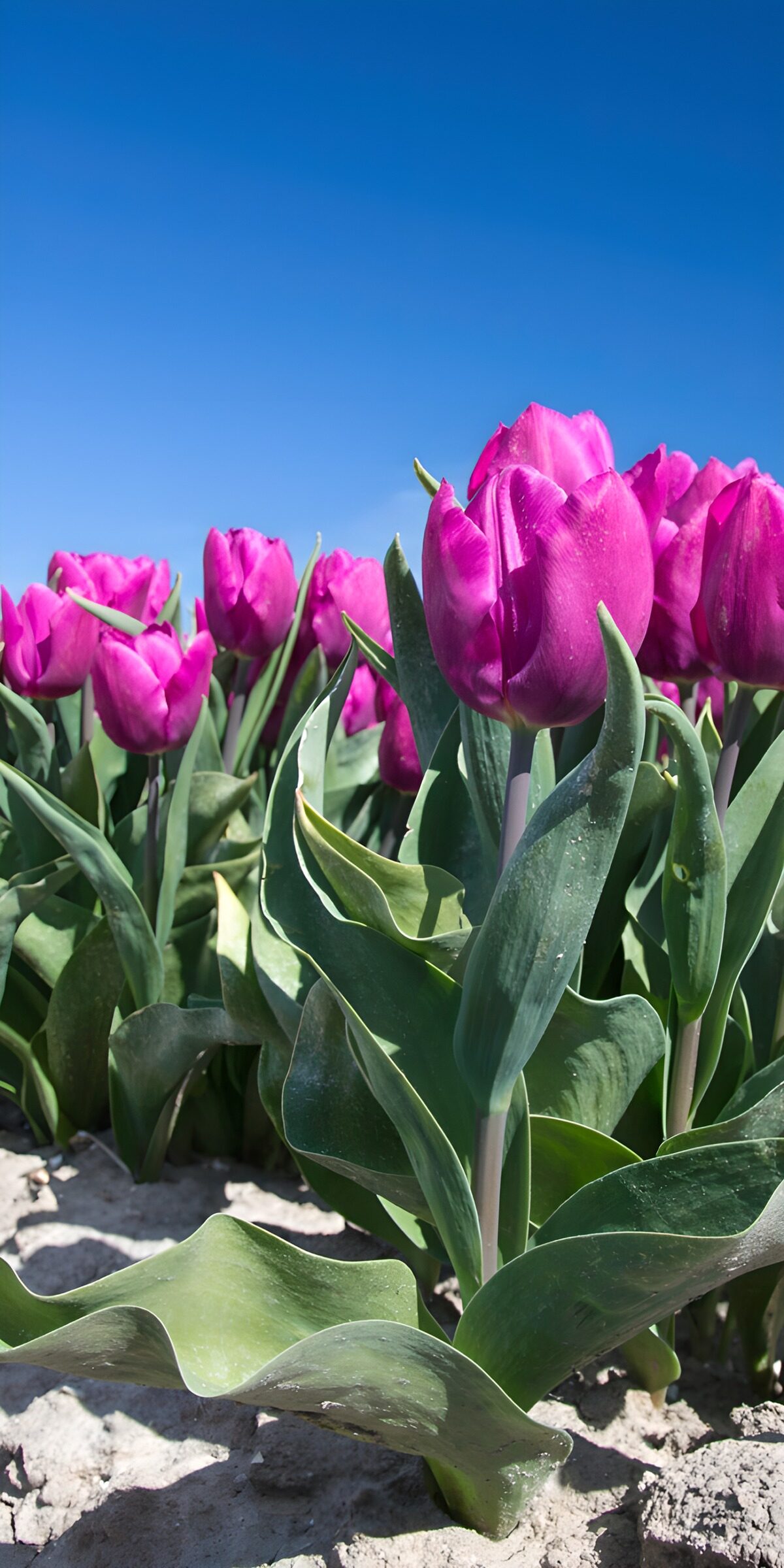HPDK36656: Pink og lilla tulipaner i forårssol