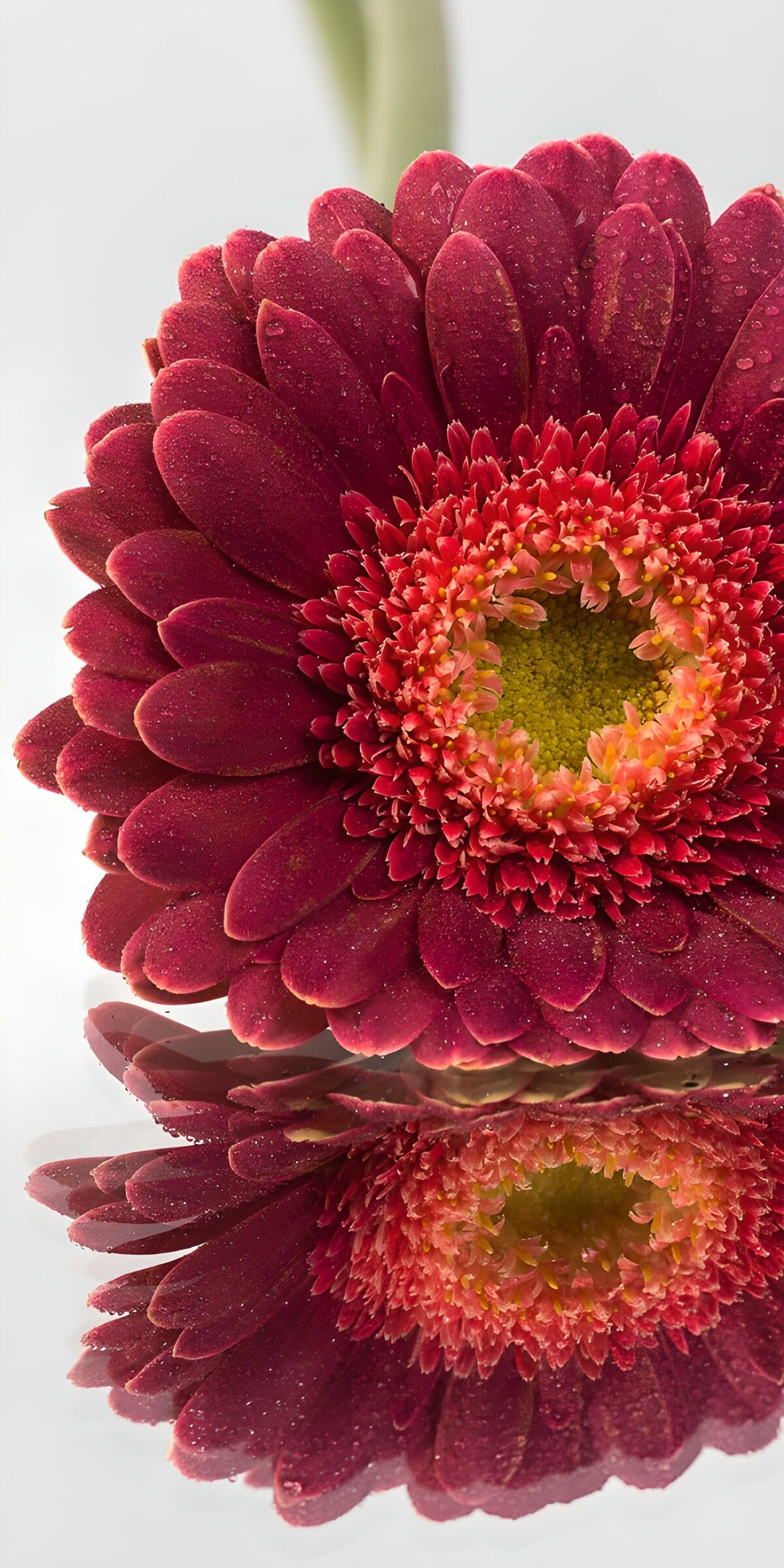 HPDK72053: Rød gerbera med dråber og spejlbillede