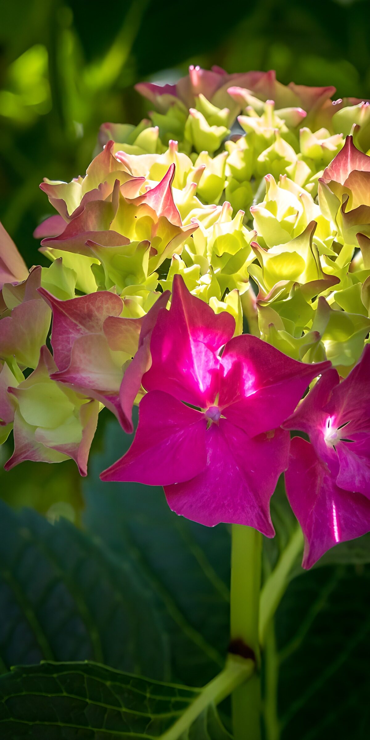 HPDK24088: Pink hortensia i klart sollys