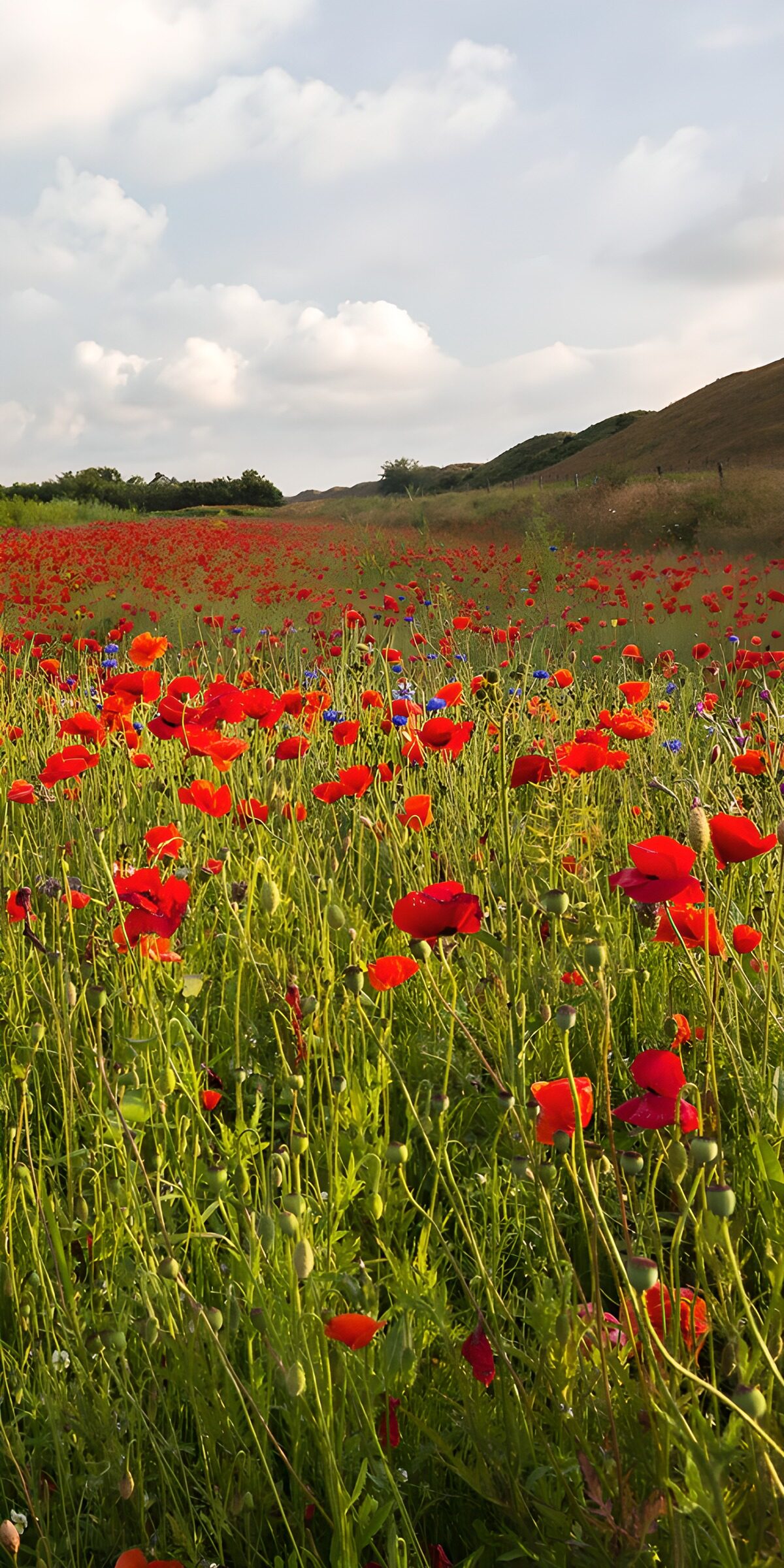 HPDK63372: Valmuer og kornblomster i solskin