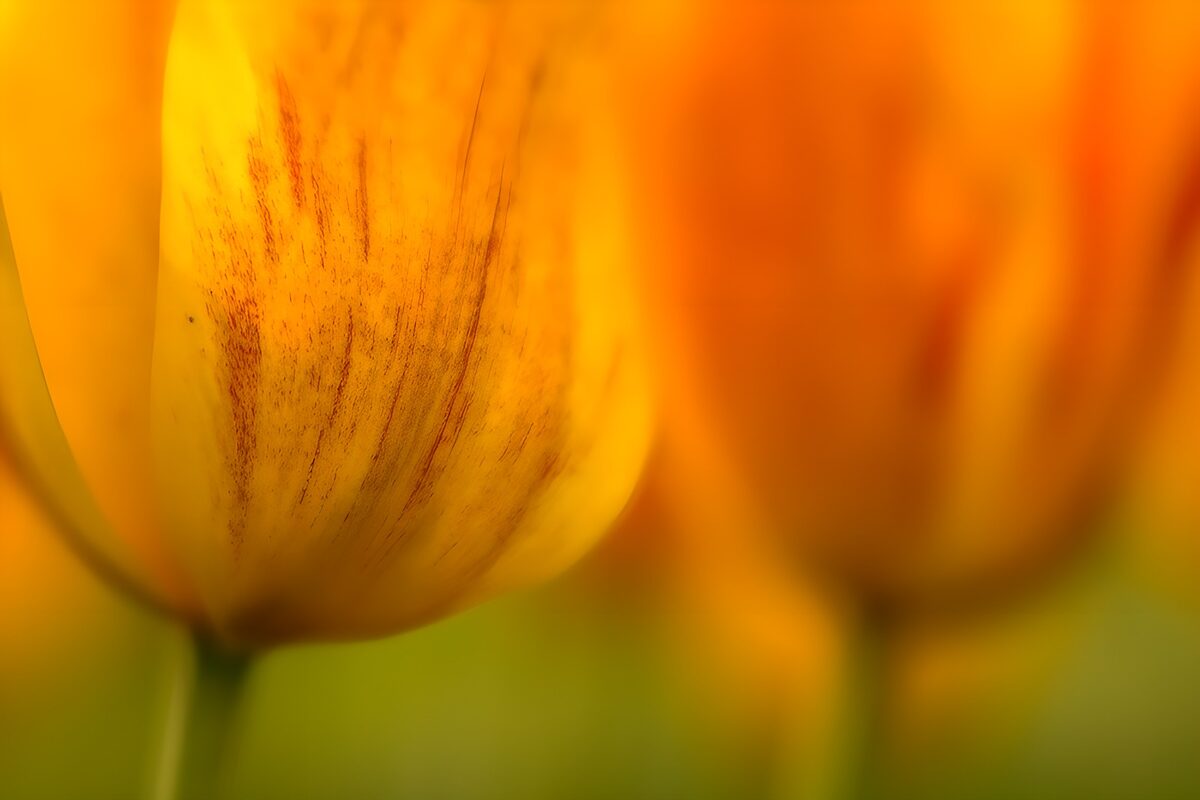 Gule og orange tulipaner i blødt lys