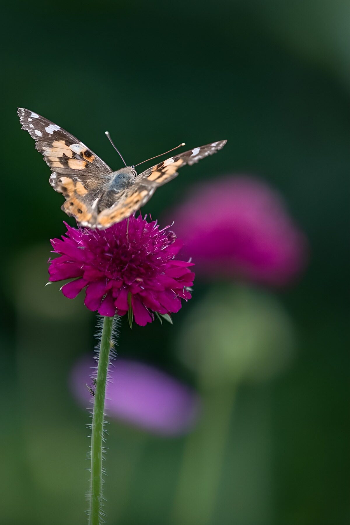 HPDK98657: Sommerfugl på lilla blomst i blødt lys
