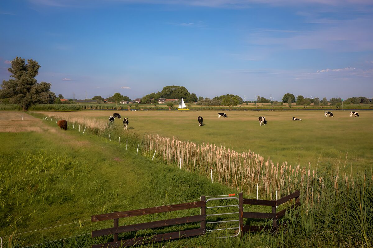 HPDK28641: Køer på sommergræs ved kanalen