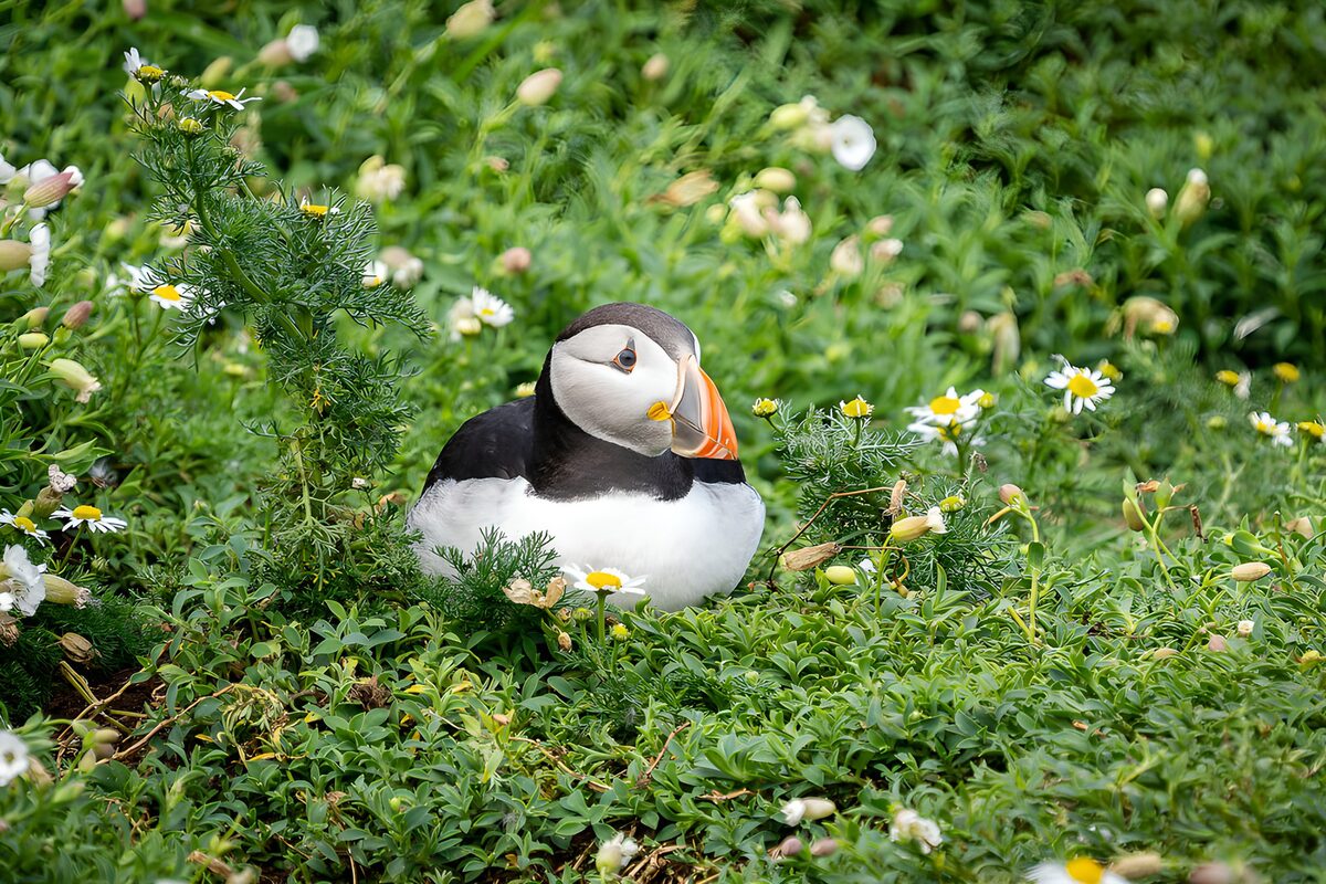 Lunde i ro blandt hvide blomster