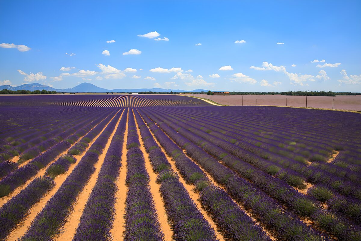 Lavendel i bølger mod horisonten