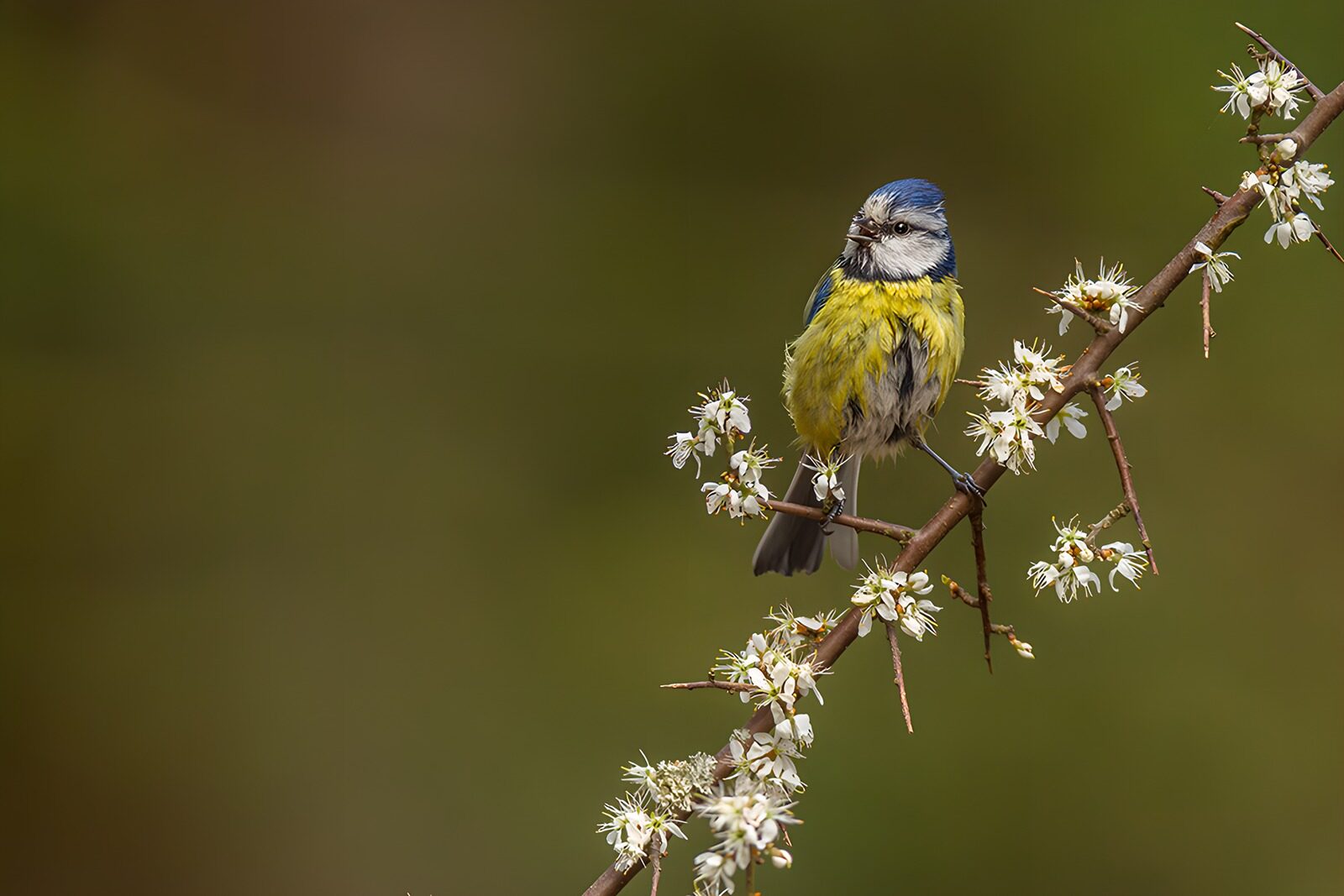 HPDK44568: Blåmejse på en gren med hvide blomster