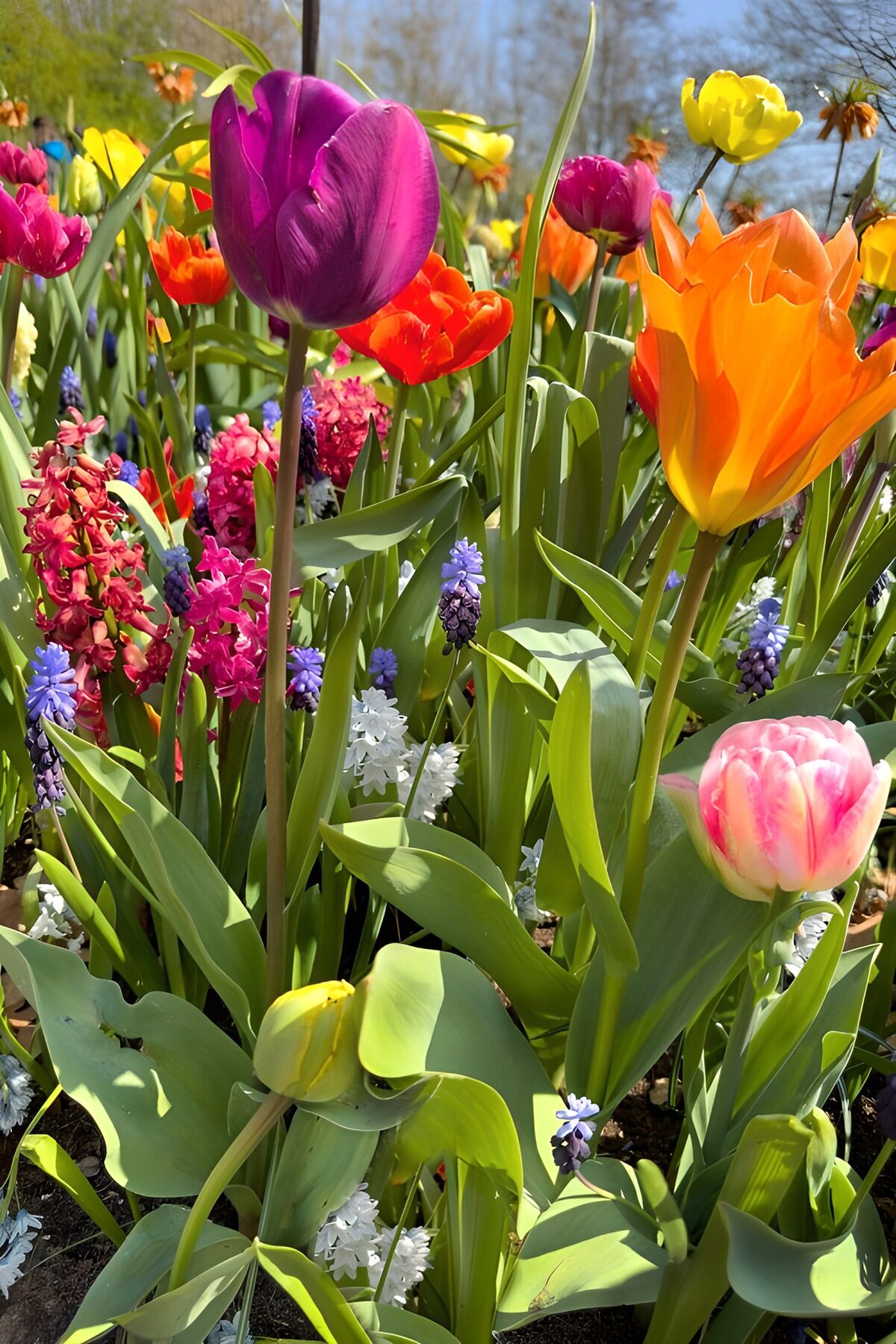Tulipaner og hyacinter i forårssol