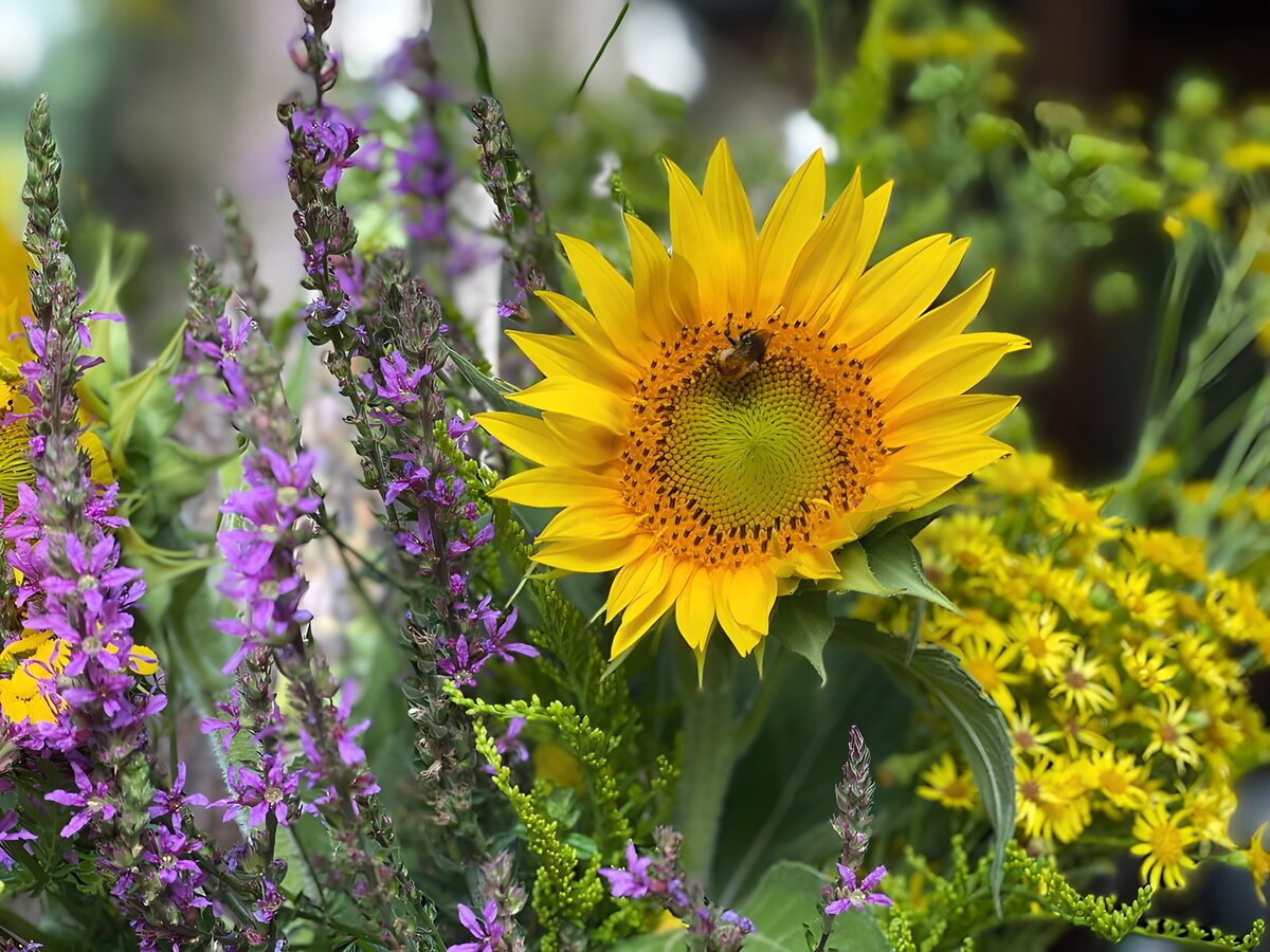 Solsikke og lilla blomster i sommersol