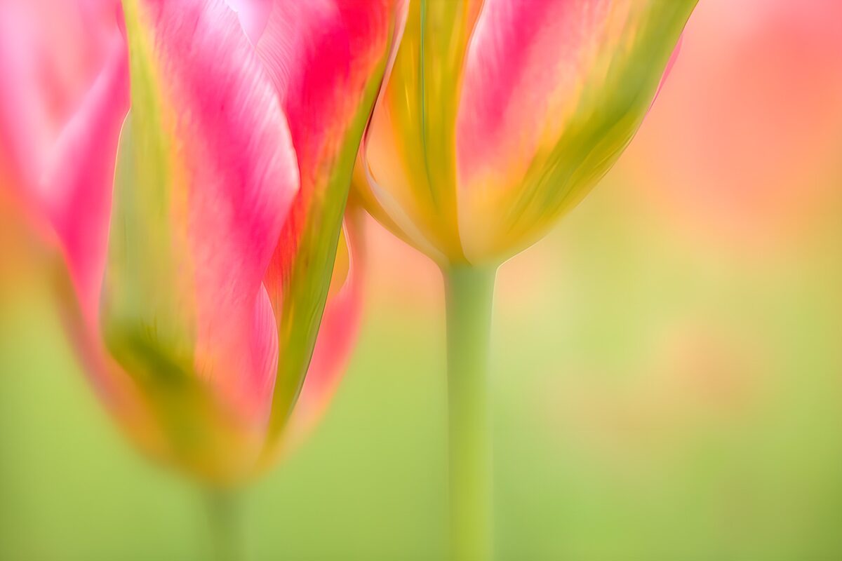 Tulipaner i en drøm af forår