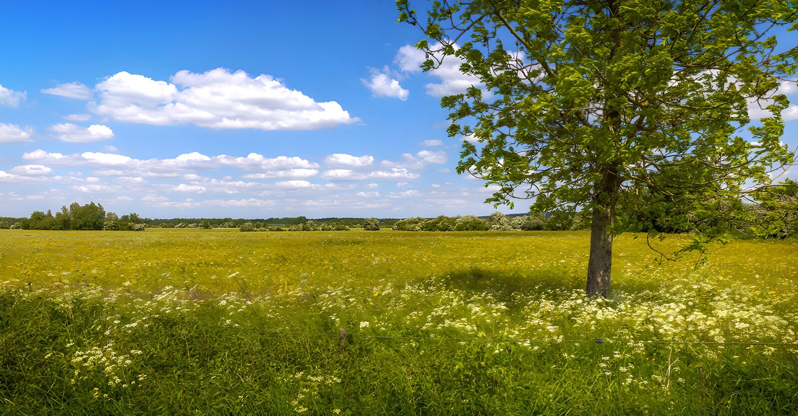 HPDK29141: Blomstereng med træ under blå himmel