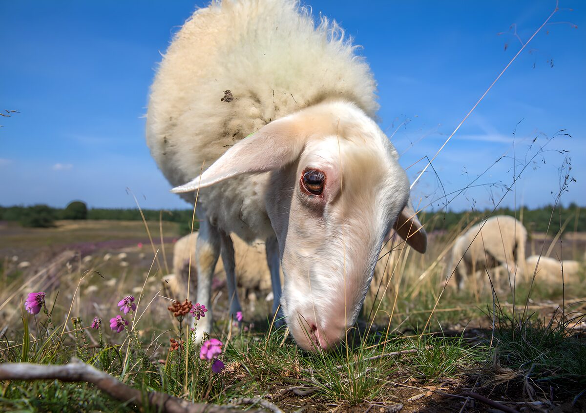 Hvidt får græsser i sommersolen