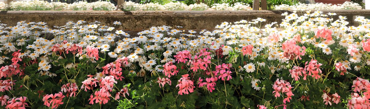 Pelargonier og margueritter i sommersol
