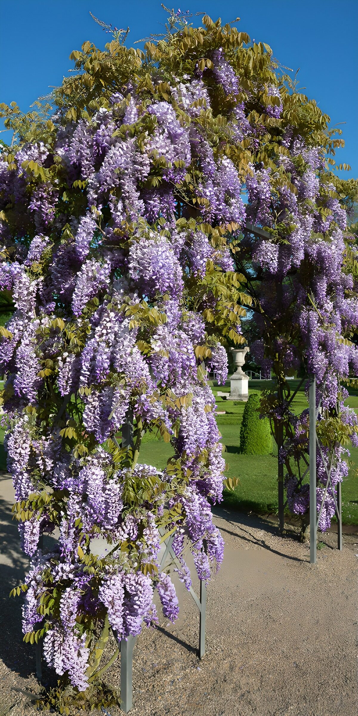 HPDK67404: Blåregn i fuldt flor over havens bue