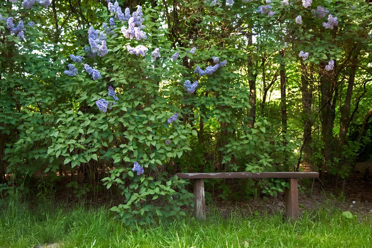 Træbænk under blomstrende syrener