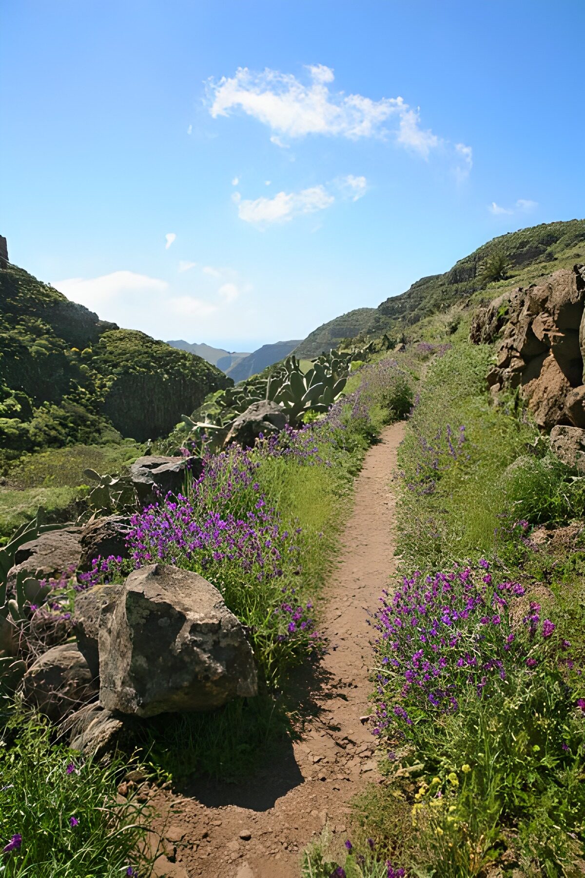 Solrig bjergsti med kaktusser og blomster