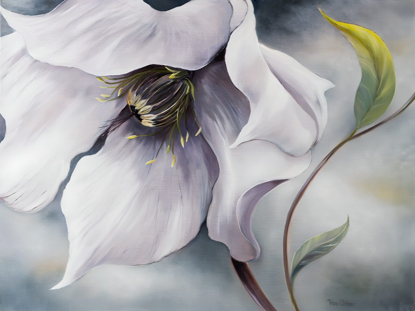 HPDK35477: Hvid blomst med bløde, buede kronblade