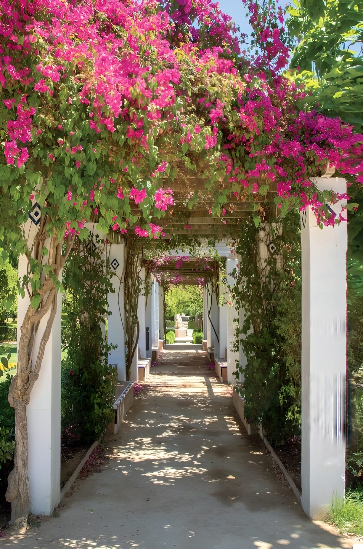 Pergola med pink bougainvillea