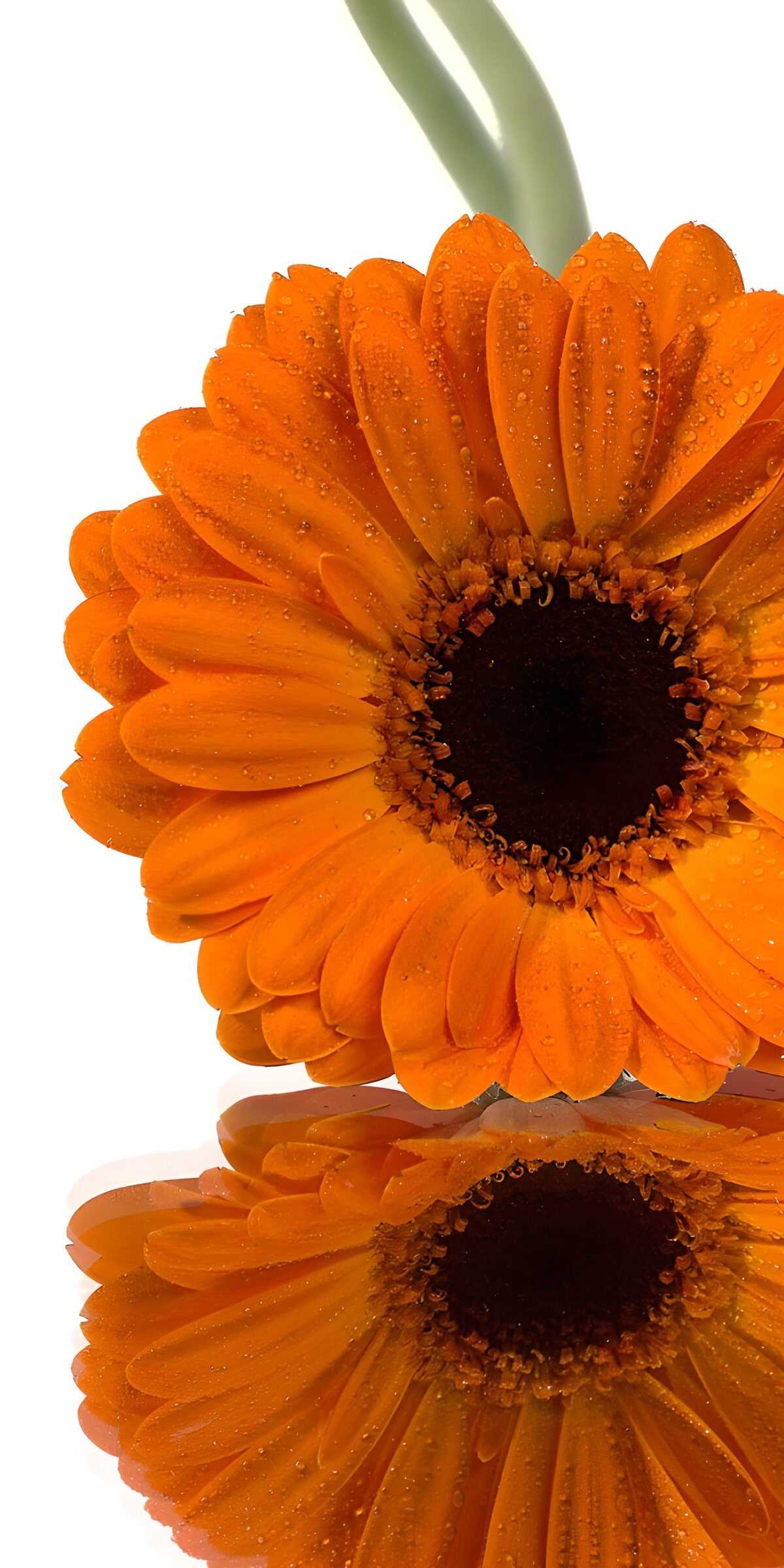 HPDK16819: Orange gerbera med friske vanddråber