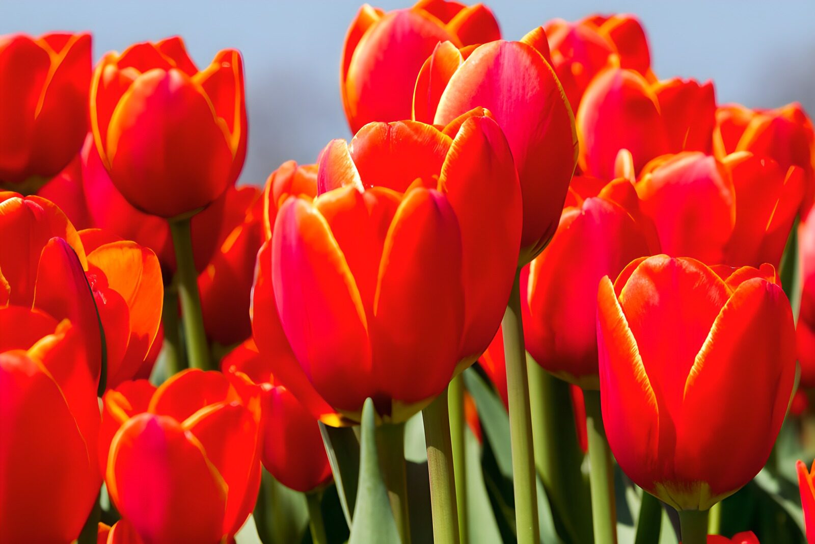 HPDK12493: Røde og orange tulipaner i sol