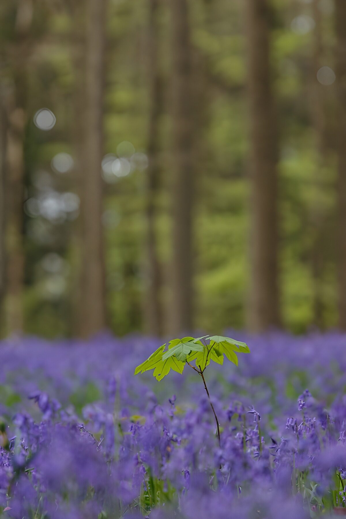 HPDK77649: Ung ahorn blandt lilla skovblomster