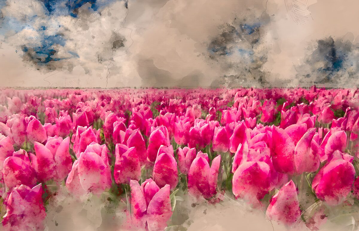 Lyserøde tulipaner under en lys himmel