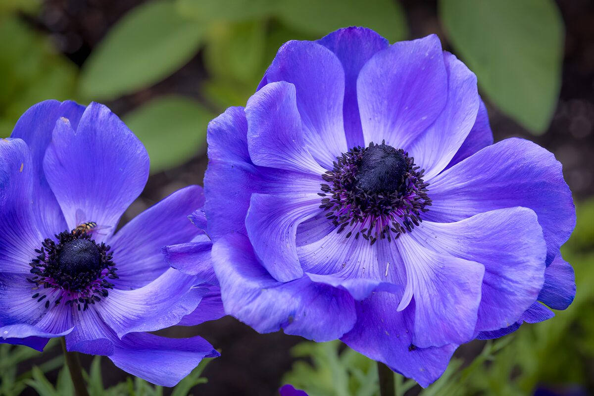 To lilla anemoner i blødt lys