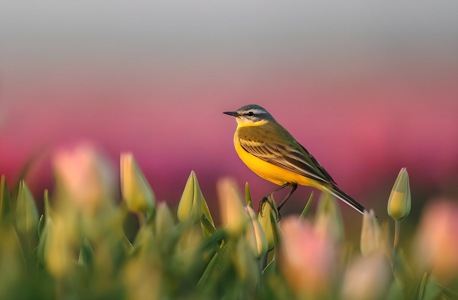 HPDK42090: Gul vipstjert på tulipanknop i blødt lys