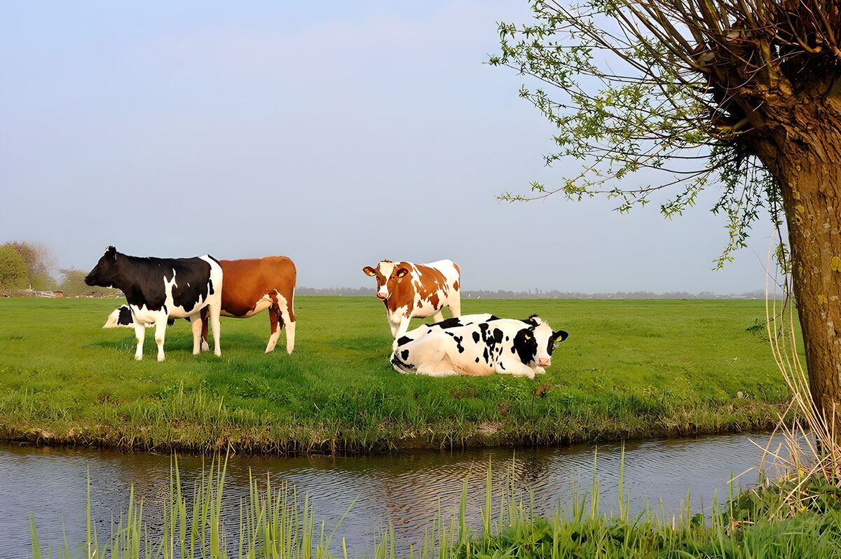 Køer på græs ved den stille kanal