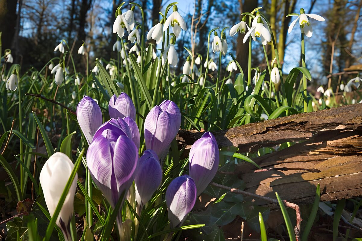 Krokus og vintergækker i forårssol