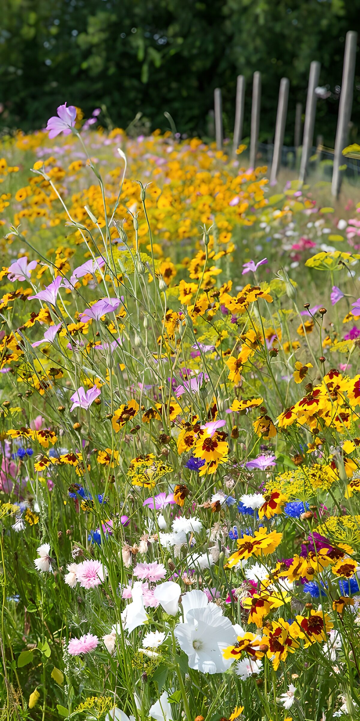 HPDK51048: Gule og rosa blomster i sommersol