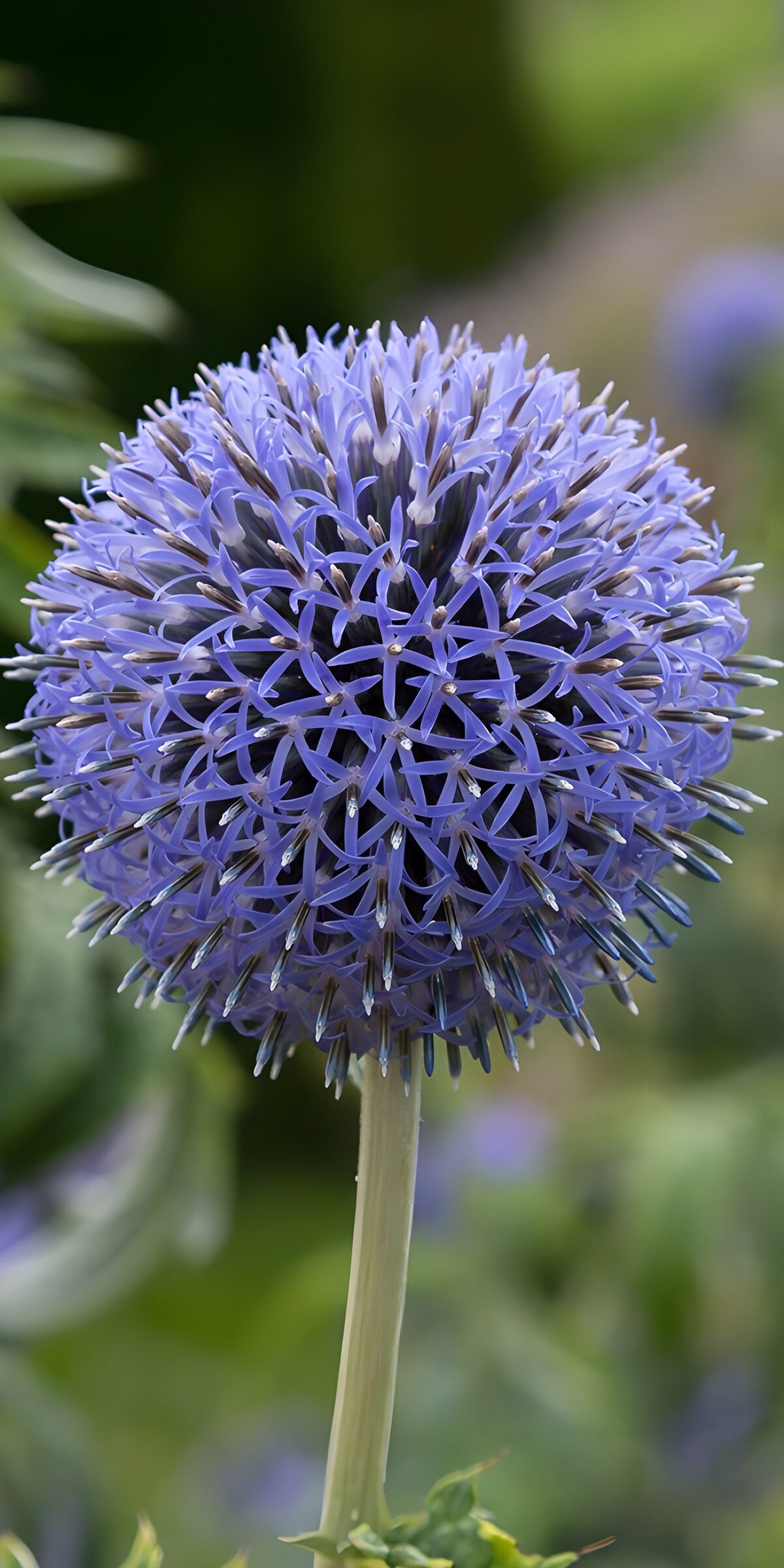 HPDK41531: Blåviolet blomsterkugle i blødt lys