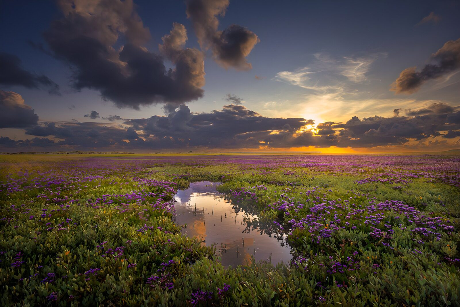 HPDK54557: Lilla blomstereng i solnedgang