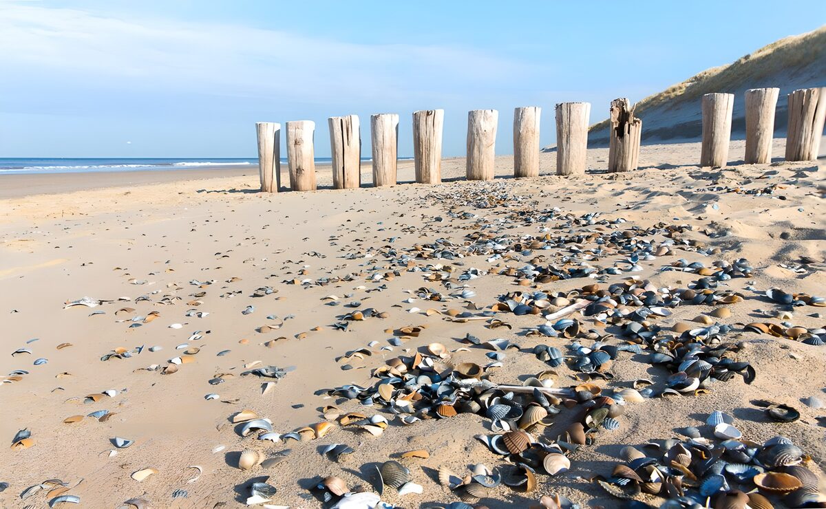 HPDK97401: Muslingeskaller og vejrbidte strandpæle