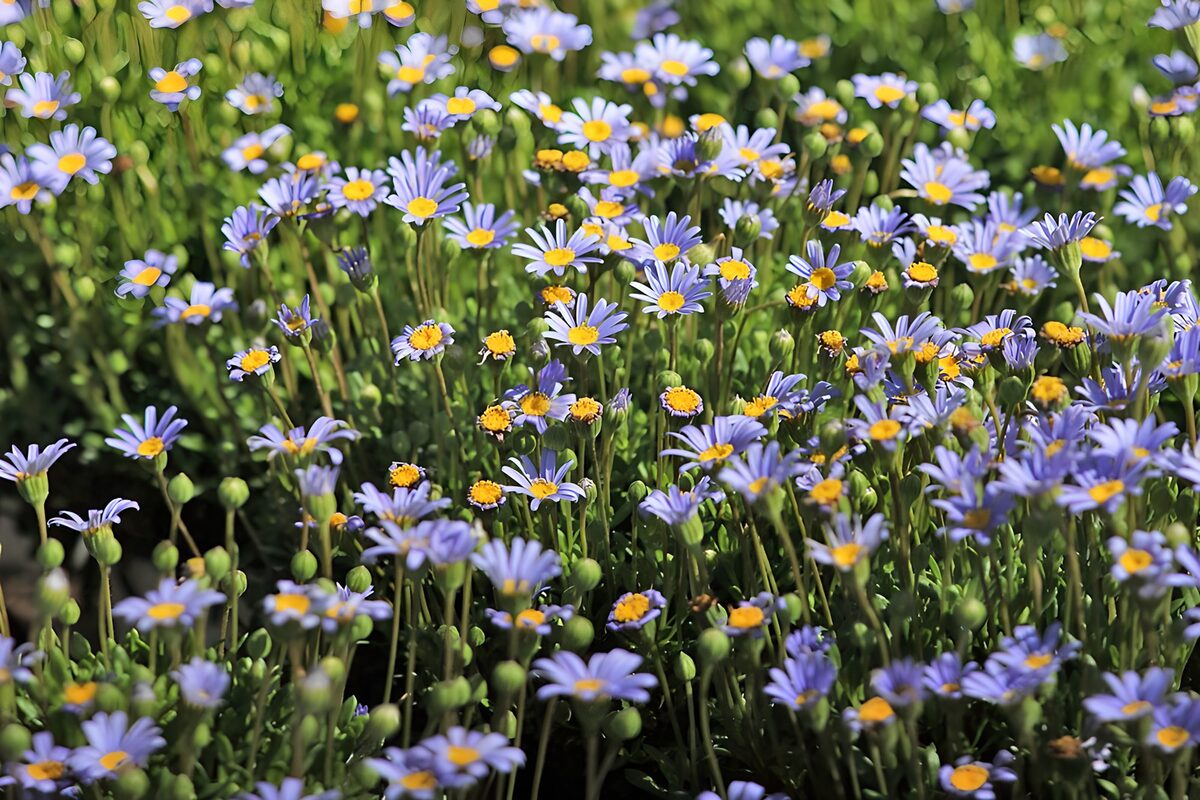 Lyseblå og lilla blomster i sollys