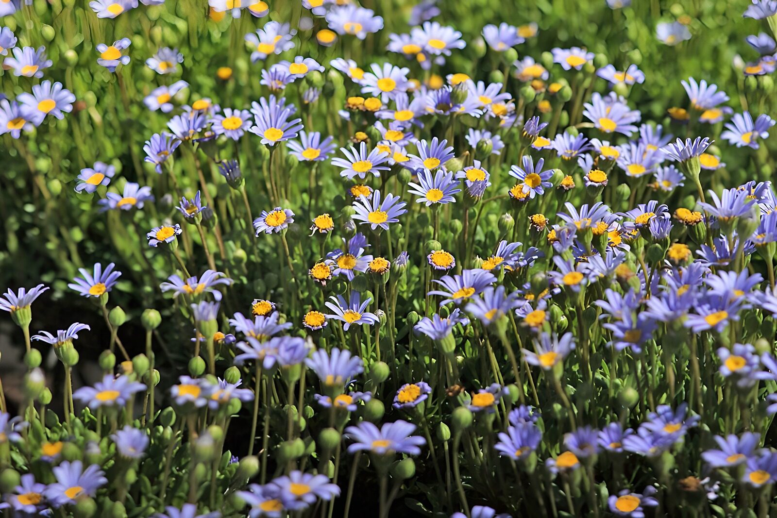 HPDK24159: Lyseblå og lilla blomster i sollys