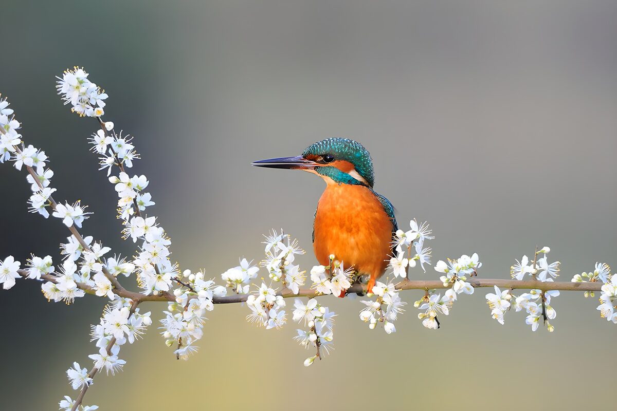 Isfugl på blomstrende gren i blødt lys