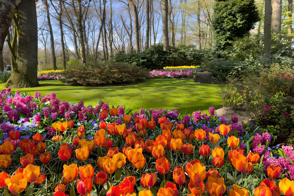 Orange tulipaner og lyserøde hyacinter