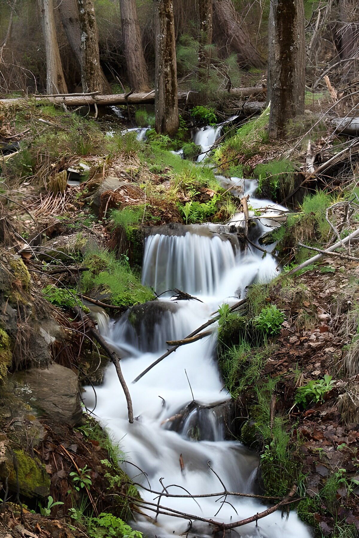 Små vandfald og mos i skovens skygge
