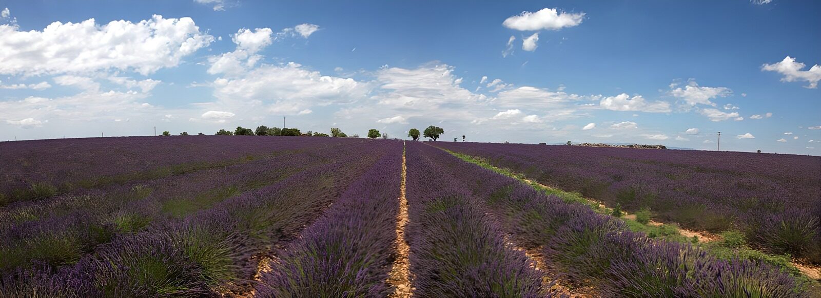 HPDK73618: Hvor lavendel møder sommerhimlen