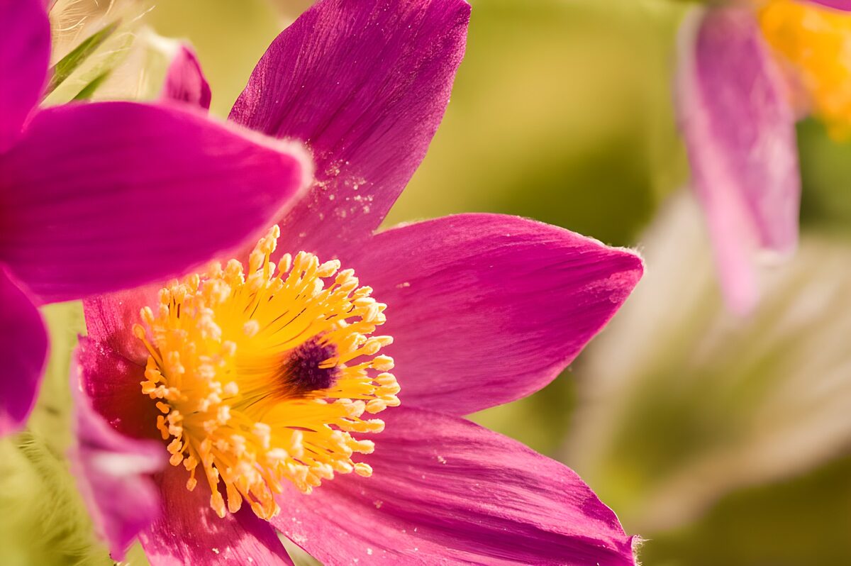 Pinklilla blomst i varmt lys