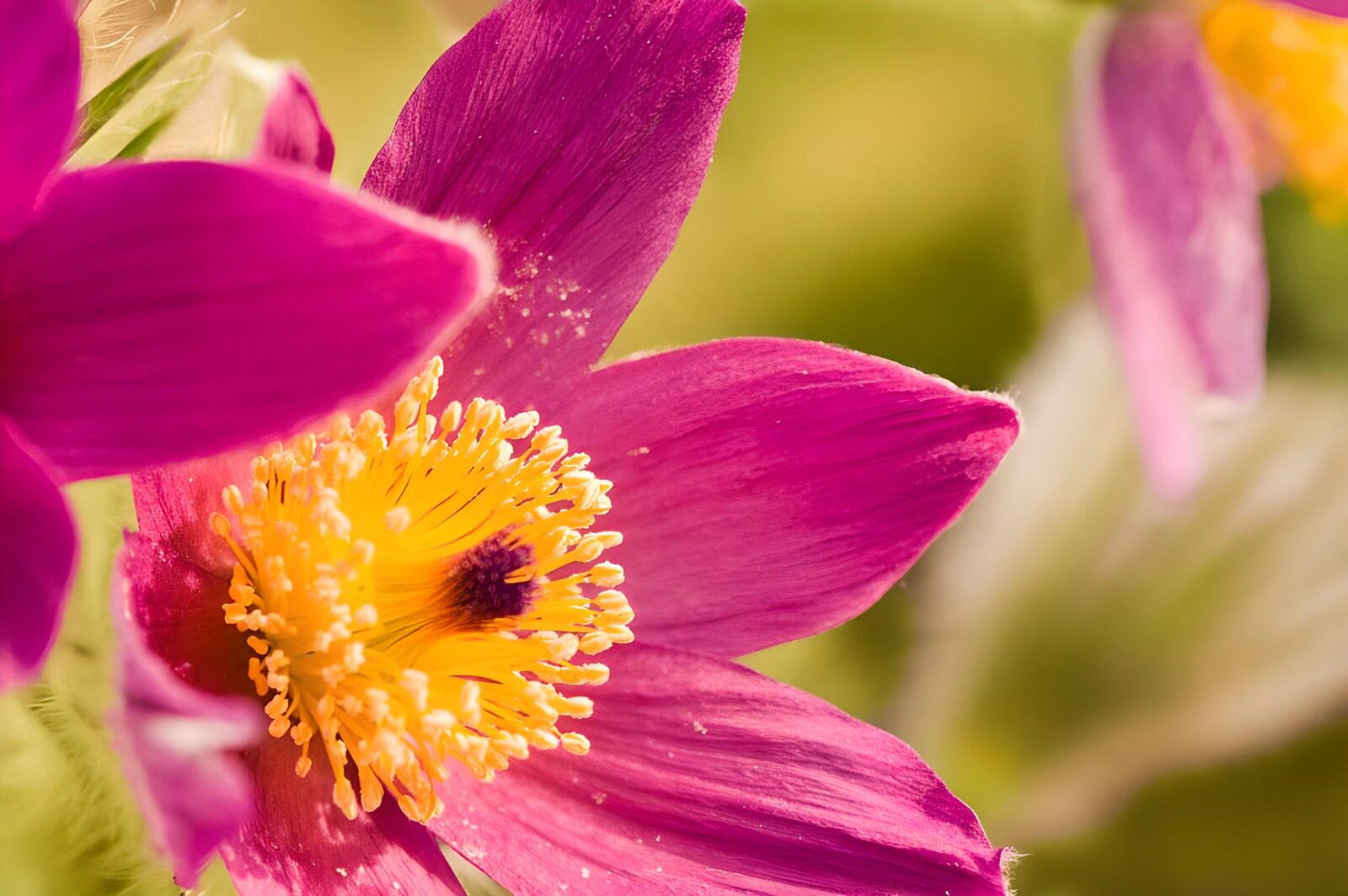 HPDK37474: Pinklilla blomst i varmt lys