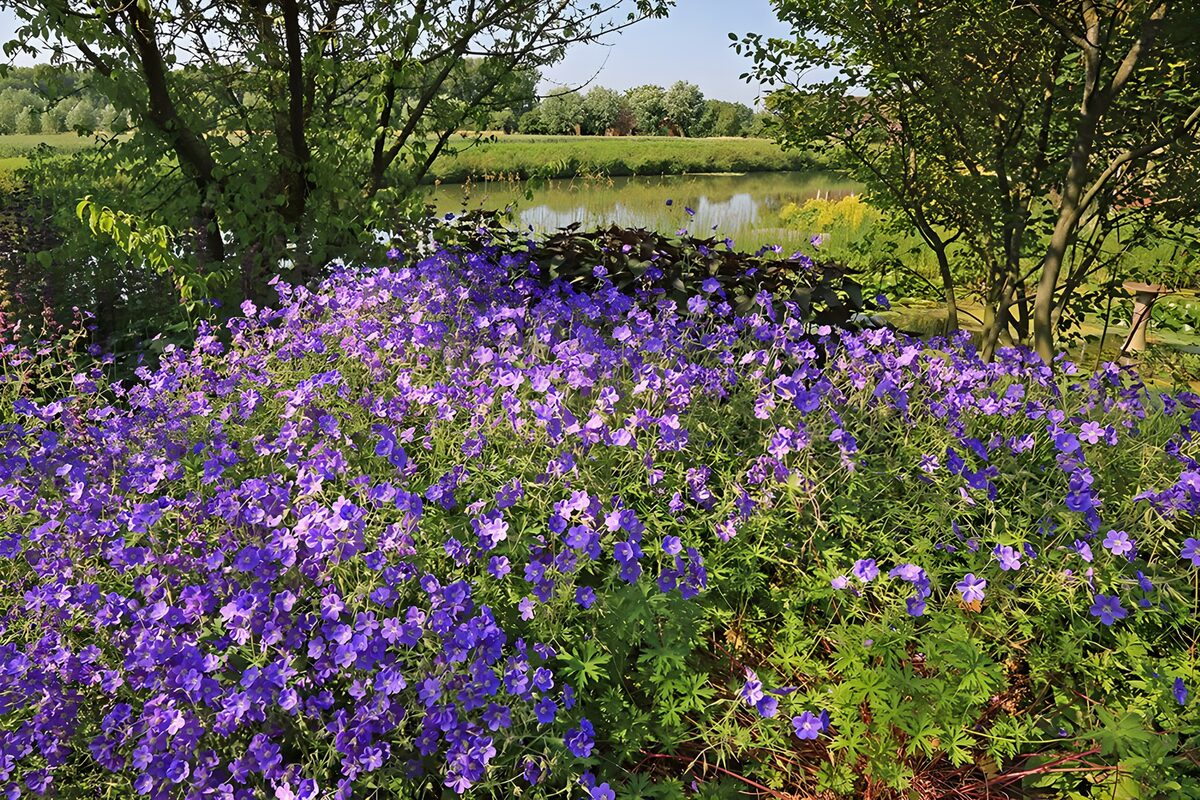 Lilla blomsterbed ved den stille dam