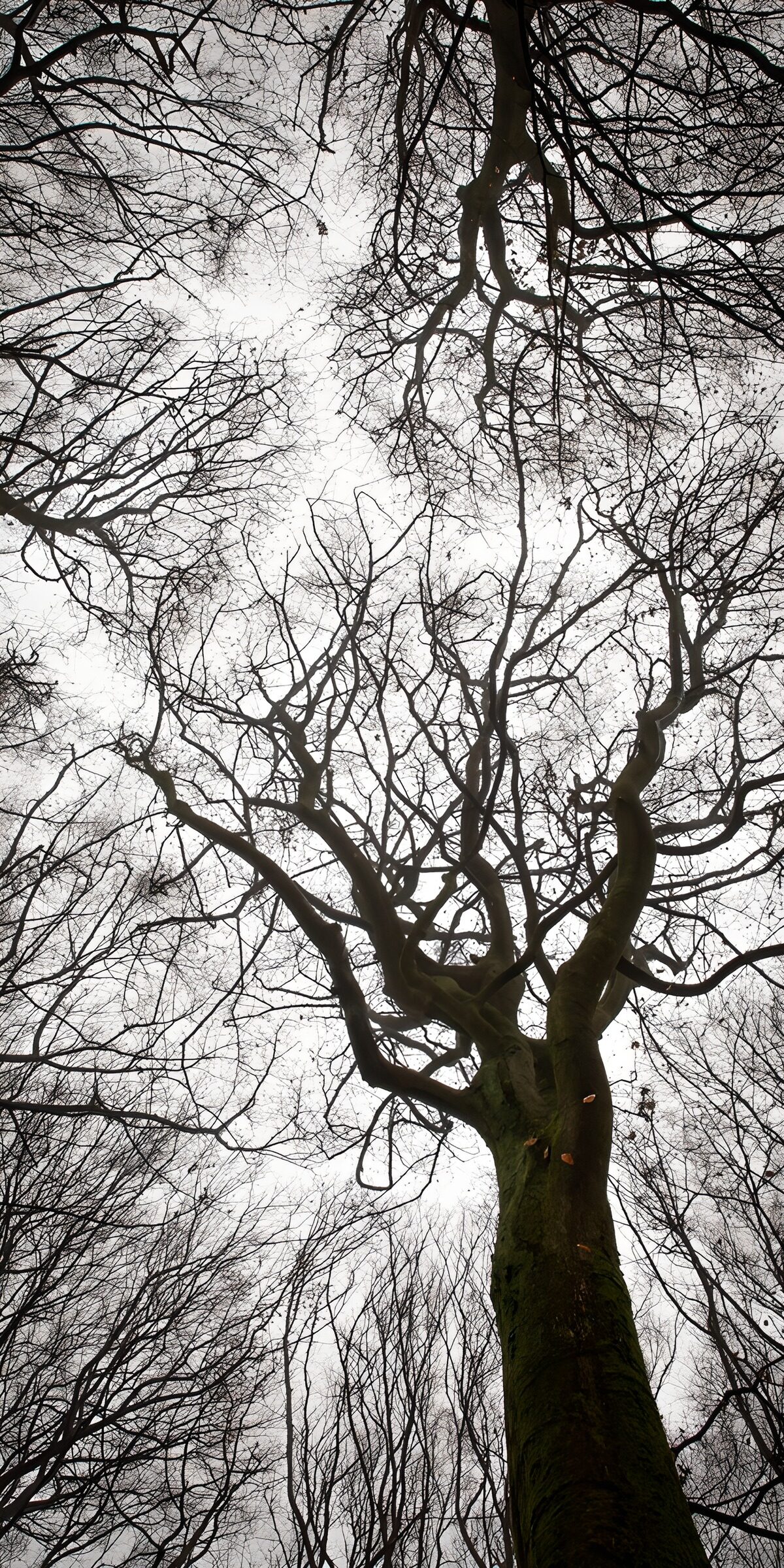 HPDK82552: Nøgne trækroner mod en stille grå himmel