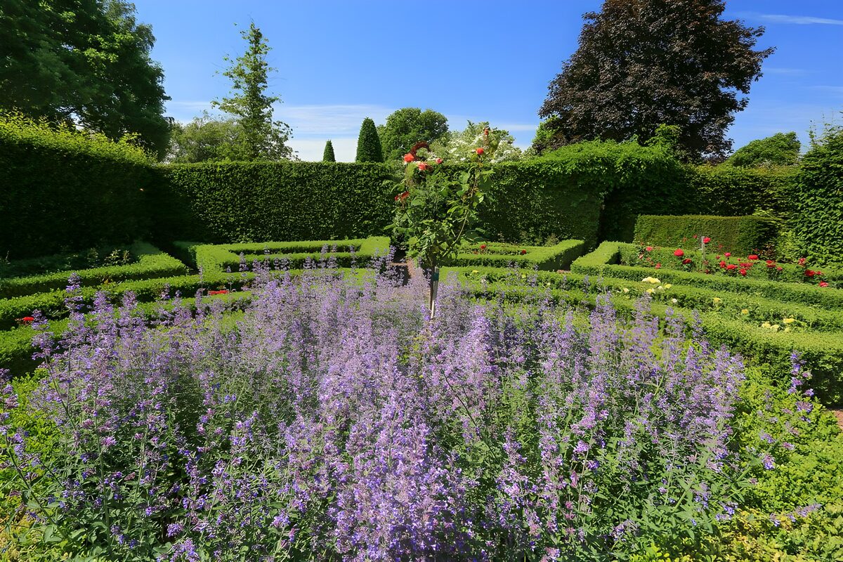 Roser og lilla blomster i solrig prydhave